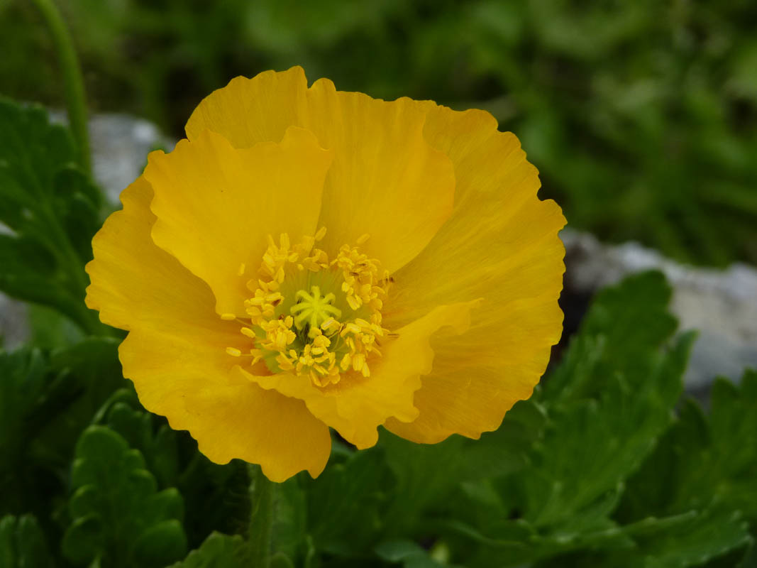 Papaver alpinum photo